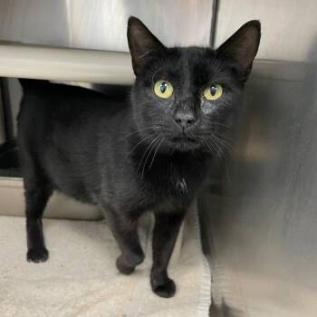 Domestic Short Hair Cats Available for Adoption - Ebony | PetCurious