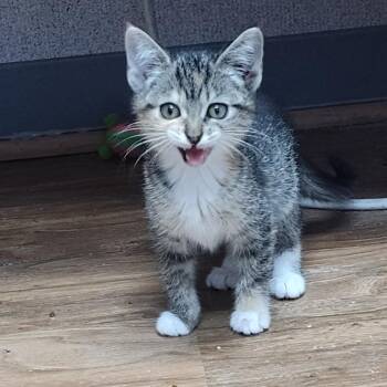 Confetti -  Domestic Short Hair Cat for Adoption in Bendena, Kansas - Confetti | PetCurious
