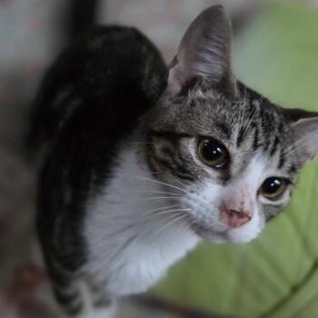 Walnut -  Domestic Short Hair Cat for Adoption in Mount Laurel Township, New Jersey - Walnut | PetCurious