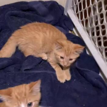 Popsicle -  Domestic Short Hair Cat for Adoption in Huntington, West Virginia - Popsicle | PetCurious