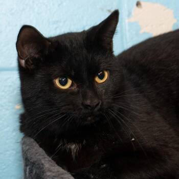 Domestic Short Hair Cats Available for Adoption - Jasper | PetCurious