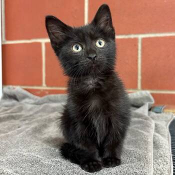 Minnie Minnow -  Domestic Short Hair Cat Available for Adoption in Cabot, Arkansas - Minnie Minnow | PetCurious