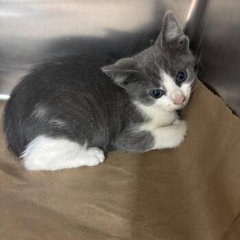Pickle -  Domestic Short Hair Cat for Adoption in Parrish, Alabama - Pickle | PetCurious