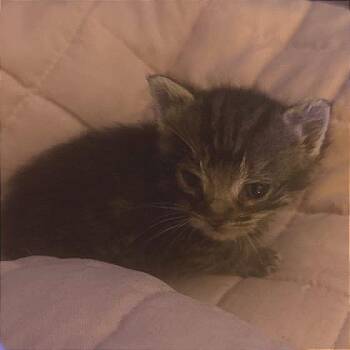 Nova 2.0 -  Domestic Short Hair Cat Available for Adoption in Winchester, Virginia - Nova 2.0 | PetCurious