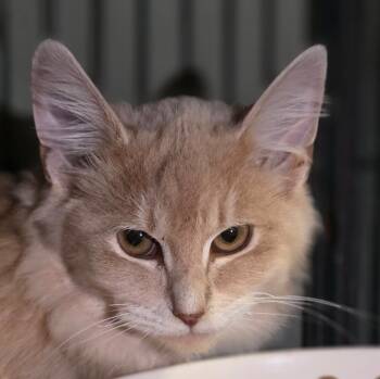 Rescue Domestic Long Hair Cats for Adoption in Saginaw, Michigan - Peanut | PetCurious