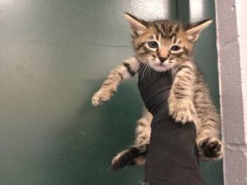 A1936647 -  Domestic Short Hair Cat for Adoption in Thousand Palms, California - A1936647 | PetCurious