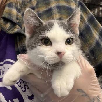 Gt -  Domestic Short Hair Cat for Adoption in Des Moines, Iowa - Gt | PetCurious