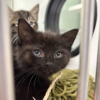 Domestic Short Hair Cats Available for Adoption in Peconic, New York - Jackie | PetCurious