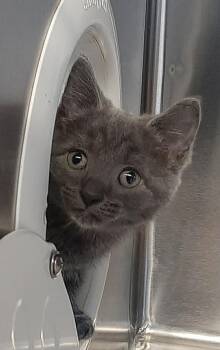 Sid -  Domestic Short Hair Cat for Adoption in Georgetown, Ohio - Sid | PetCurious