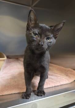 Rescue Domestic Short Hair Cats for Adoption in Ocala, Florida - Ripley (Petsmart) | PetCurious