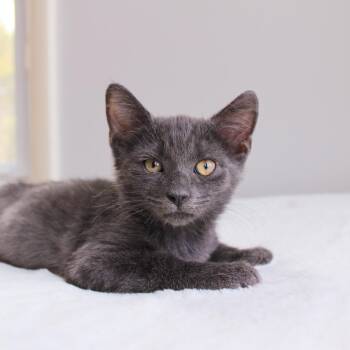 Kai -  Domestic Short Hair Cat for Adoption in Wayne, New Jersey - Kai | PetCurious