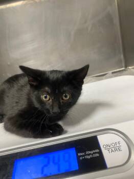 Gia -  Domestic Short Hair Cat for Adoption in Hopkinsville, Kentucky - Gia | PetCurious