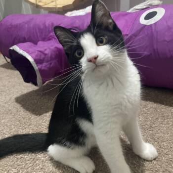 Home Fry -  Domestic Short Hair Cat for Adoption in Washington, Pennsylvania - Home Fry | PetCurious