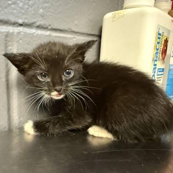 Cassie -  Domestic Short Hair Cat for Adoption in Tuscaloosa, Alabama - Cassie | PetCurious
