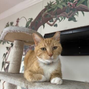 Domestic Short Hair Cats Available for Adoption in Hendersonville, Tennessee - Little Buddy | PetCurious