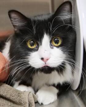 Scout (at Smitten Kitten) -  Domestic Long Hair and Domestic Short Hair Cat for Adoption in Fishers, Indiana - Scout (at Smitten Kitten) | PetCurious