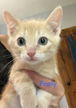 Firefly -  Domestic Short Hair Cat for Adoption in Reeseville, Wisconsin - Firefly | PetCurious