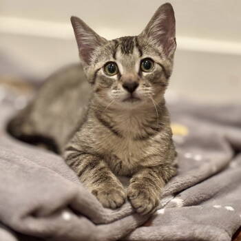 Rescue Abyssinian Cats for Adoption in Garland, Texas - Astro | PetCurious