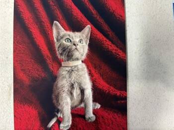 GARBONZO BEAN -  Domestic Short Hair Cat for Adoption in Grand Prairie, Texas - GARBONZO BEAN | PetCurious