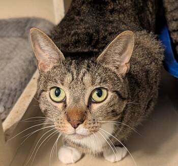 Wanda -  Domestic Short Hair Cat for Adoption in Pompano Beach, Florida - Wanda | PetCurious