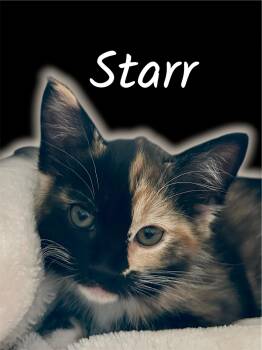 Starr -  Domestic Medium Hair Cat Available for Adoption in Auburn, California - Starr | PetCurious