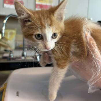 Rescue Domestic Short Hair Cats for Adoption in Huntington, West Virginia - Coffee | PetCurious