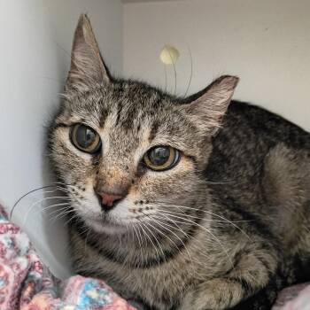 Ms. Kitty -  Domestic Short Hair Cat for Adoption in Springtown, Texas - Ms. Kitty | PetCurious