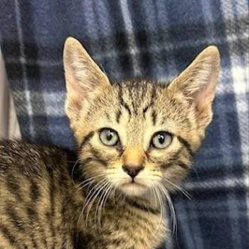Misti -  Domestic Short Hair Cat for Adoption - Misti | PetCurious