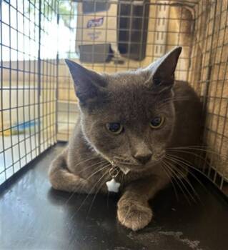 SULLEY -  Domestic Short Hair Cat for Adoption in Fort Myers, Florida - SULLEY | PetCurious