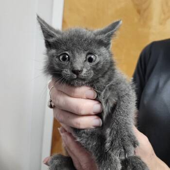 Kielbasa -  Domestic Short Hair Cat for Adoption in Clearwater, Florida - Kielbasa | PetCurious