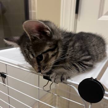 Rescue Domestic Short Hair Cats for Adoption in Franklin, Tennessee - Espresso | PetCurious