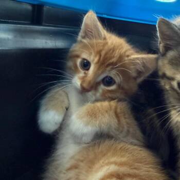 Marvin -  Domestic Short Hair Cat for Adoption in Watertown, New York - Marvin | PetCurious