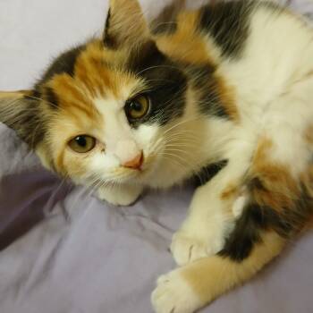 Josephine -  Calico Cat for Adoption in Albuquerque, New Mexico - Josephine | PetCurious