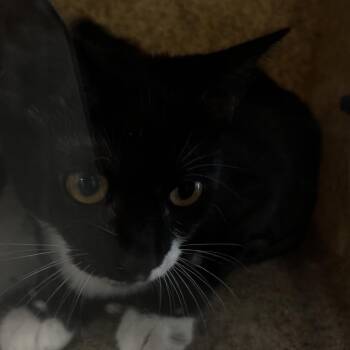 Prance -  Domestic Short Hair Cat for Adoption in Philadelphia, Pennsylvania - Prance | PetCurious