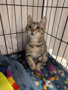 Domestic Short Hair Cats Available for Adoption - Maya | PetCurious