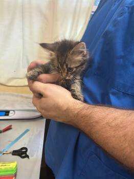 PINE -  Domestic Medium Hair Cat for Adoption in Cookeville, Tennessee - PINE | PetCurious
