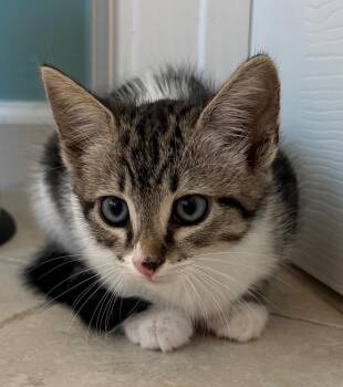 Kaiserschmarrn -  Domestic Short Hair Cat for Adoption in Evans, Georgia - Kaiserschmarrn | PetCurious