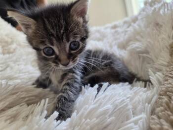 PIPER -  Domestic Short Hair Cat for Adoption in Charlotte, North Carolina - PIPER | PetCurious