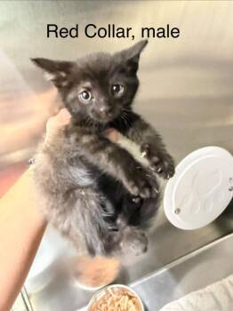 Tobin (red) -  Domestic Short Hair Cat for Adoption in Glenfield, New York - Tobin (red) | PetCurious
