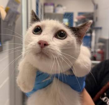 Kissa -  Domestic Short Hair Cat for Adoption in Golden, Colorado - Kissa | PetCurious