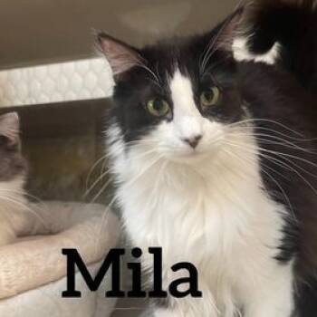 Rescue Domestic Long Hair Cats for Adoption in Midland, Texas - Mila | PetCurious