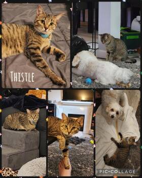 Rescue Domestic Short Hair Cats for Adoption in Newberg, Oregon - Thistle | PetCurious