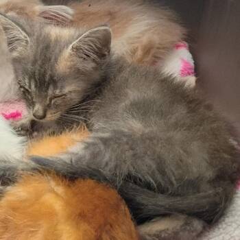 Five Cheese Ziti 8574 -  Domestic Short Hair Cat for Adoption in Columbus, Georgia - Five Cheese Ziti 8574 | PetCurious