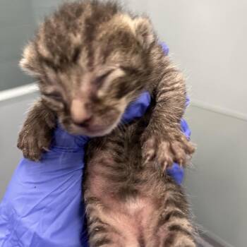 Rigatoni -  Domestic Short Hair Cat for Adoption in Greensboro, North Carolina - Rigatoni | PetCurious