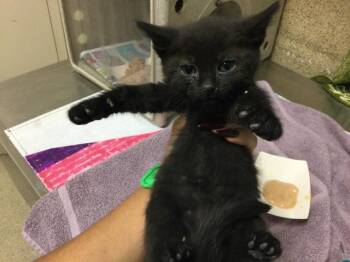 CINDER -  Domestic Short Hair Cat for Adoption in Riverside, California - CINDER | PetCurious