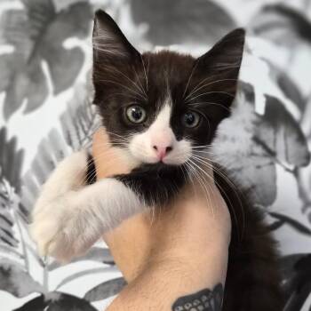 Domestic Long Hair Cats Available for Adoption in Wahiawa, Hawaii - Luigi | PetCurious