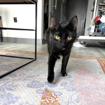 Ginsberg -  Domestic Short Hair Cat Available for Adoption in Apex, North Carolina - Ginsberg | PetCurious