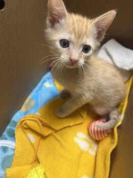 COLBY JACK -  Domestic Short Hair Cat for Adoption in Las Vegas, Nevada - COLBY JACK | PetCurious