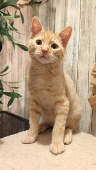 Hero -  Domestic Short Hair and Maine Coon Cat for Adoption in Beaverton, Oregon - Hero | PetCurious