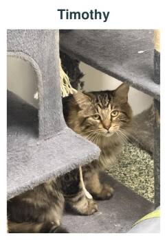 Timothy -  Domestic Long Hair Cat for Adoption in Richland Center, Wisconsin - Timothy | PetCurious